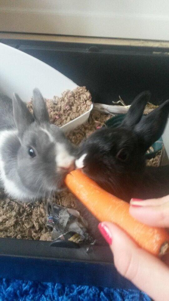 Kanin Candy billede 13