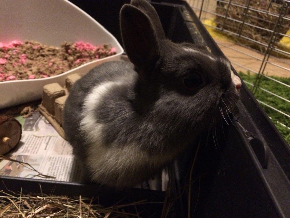 Kanin Candy billede 14