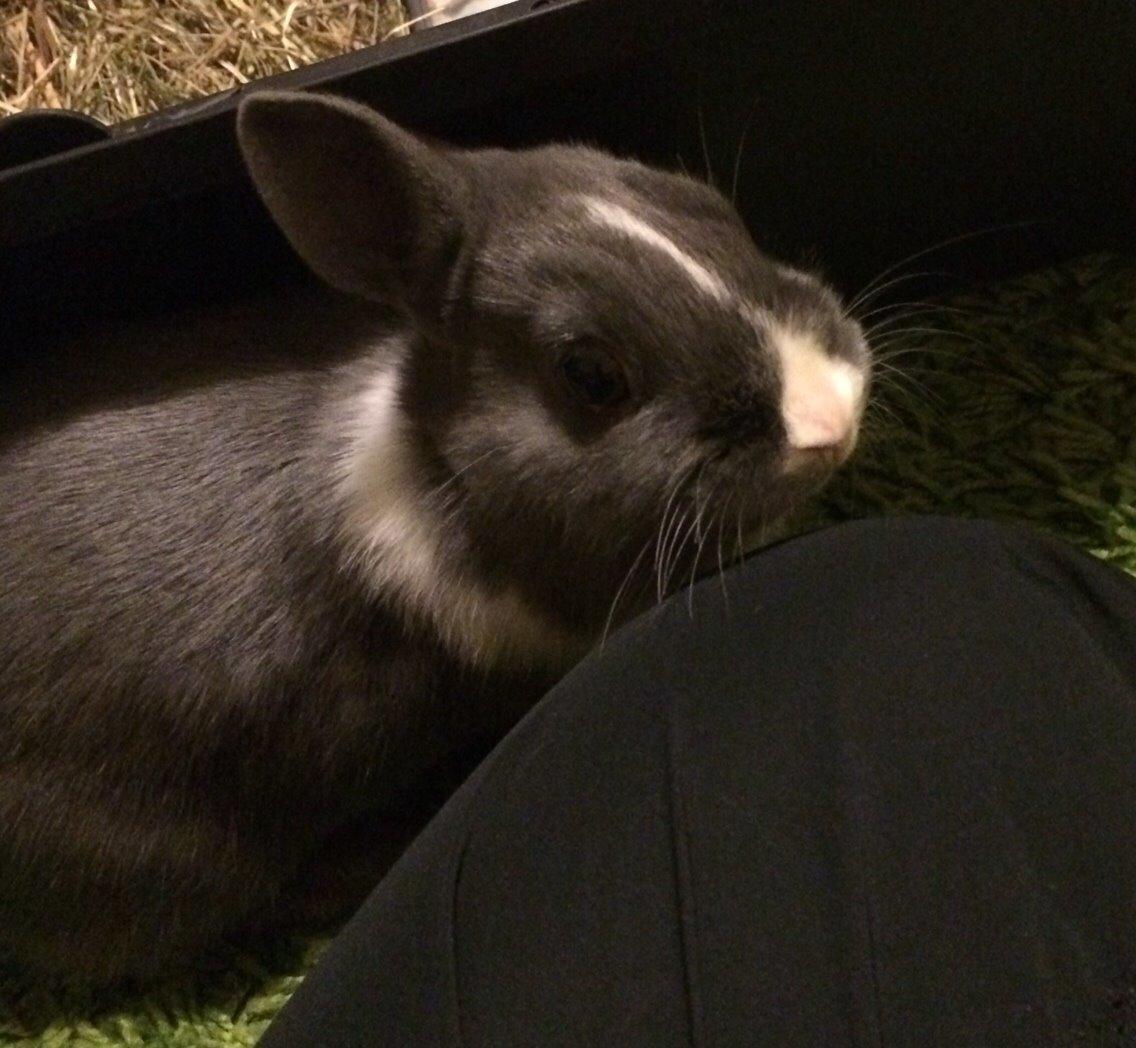 Kanin Candy billede 15