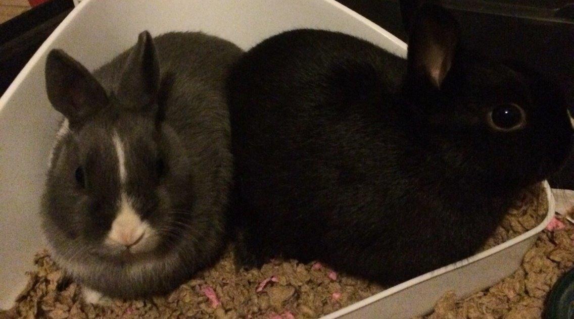 Kanin Candy billede 16