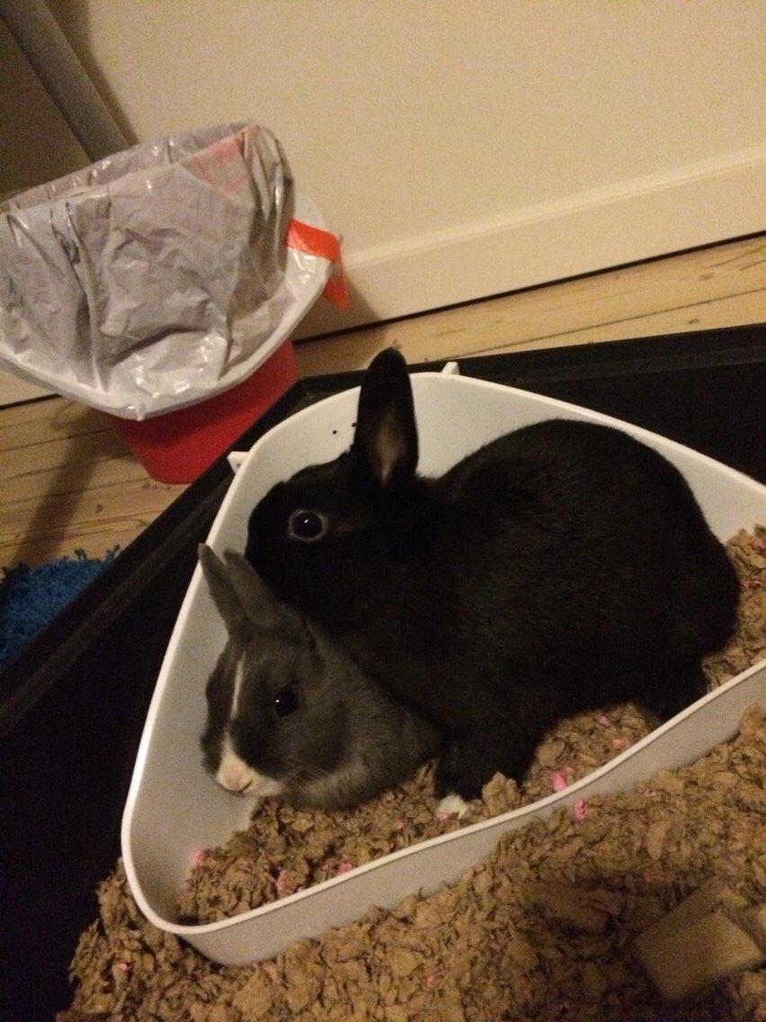 Kanin Candy billede 17