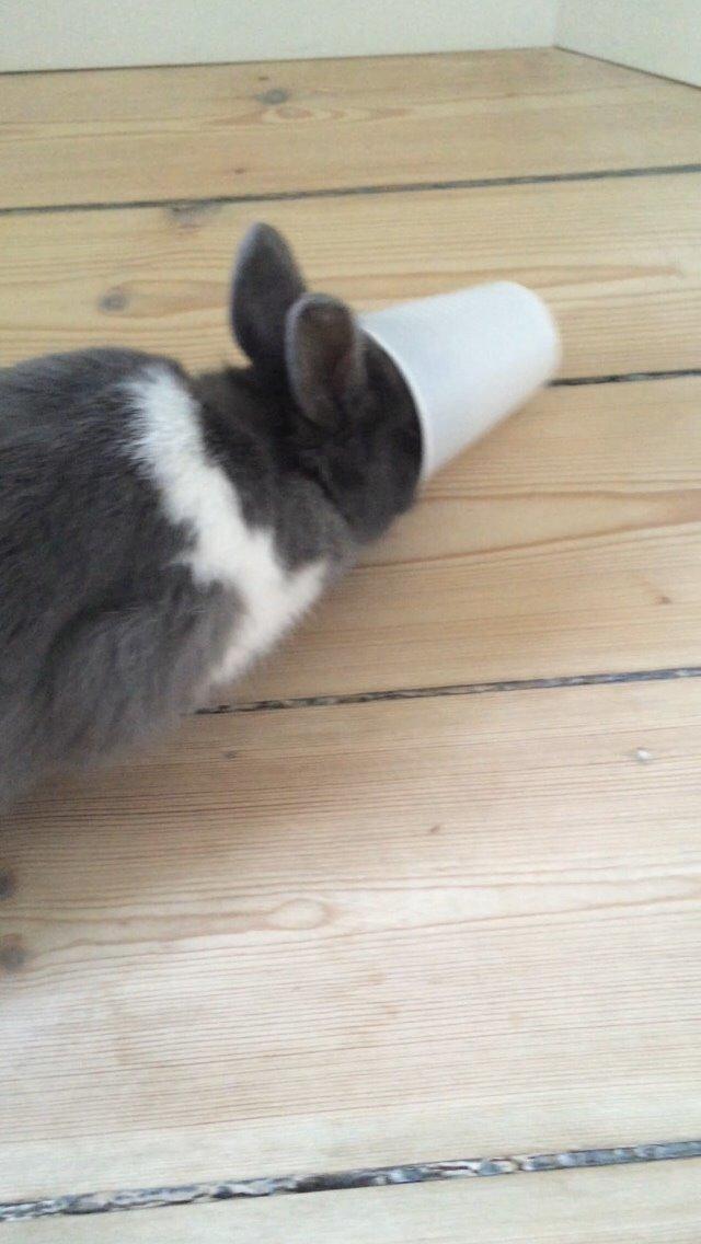 Kanin Candy billede 18