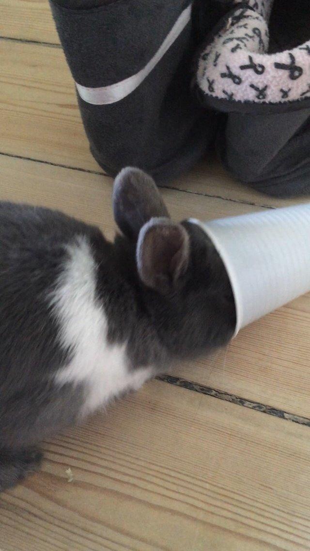 Kanin Candy billede 19