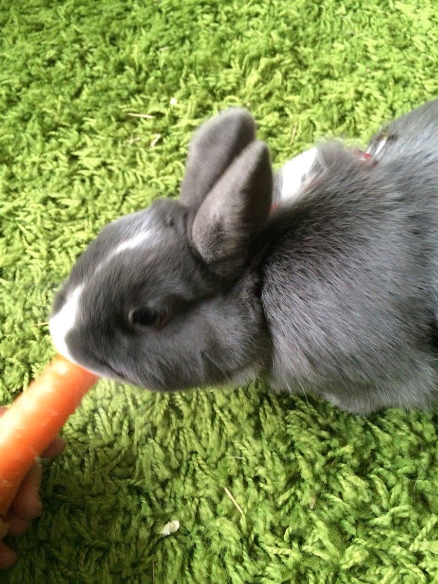 Kanin Candy billede 20