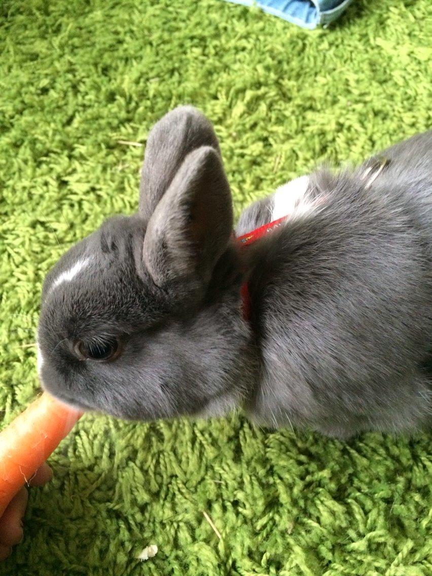 Kanin Candy billede 21