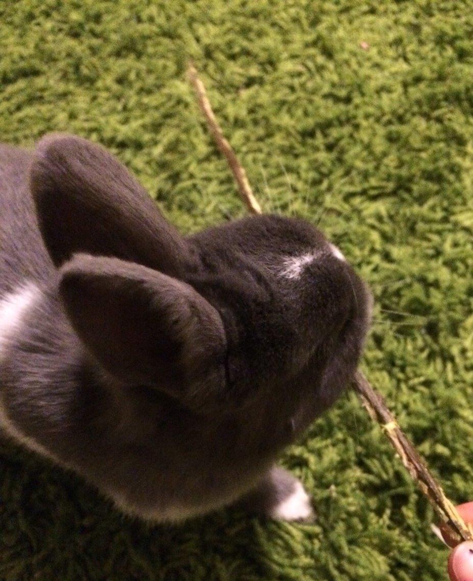 Kanin Candy billede 22