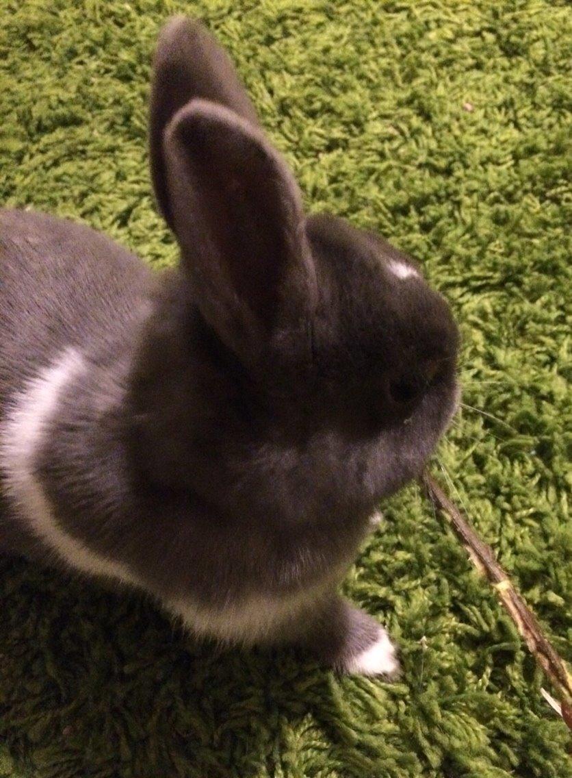 Kanin Candy billede 23