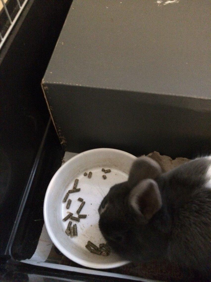 Kanin Candy billede 24