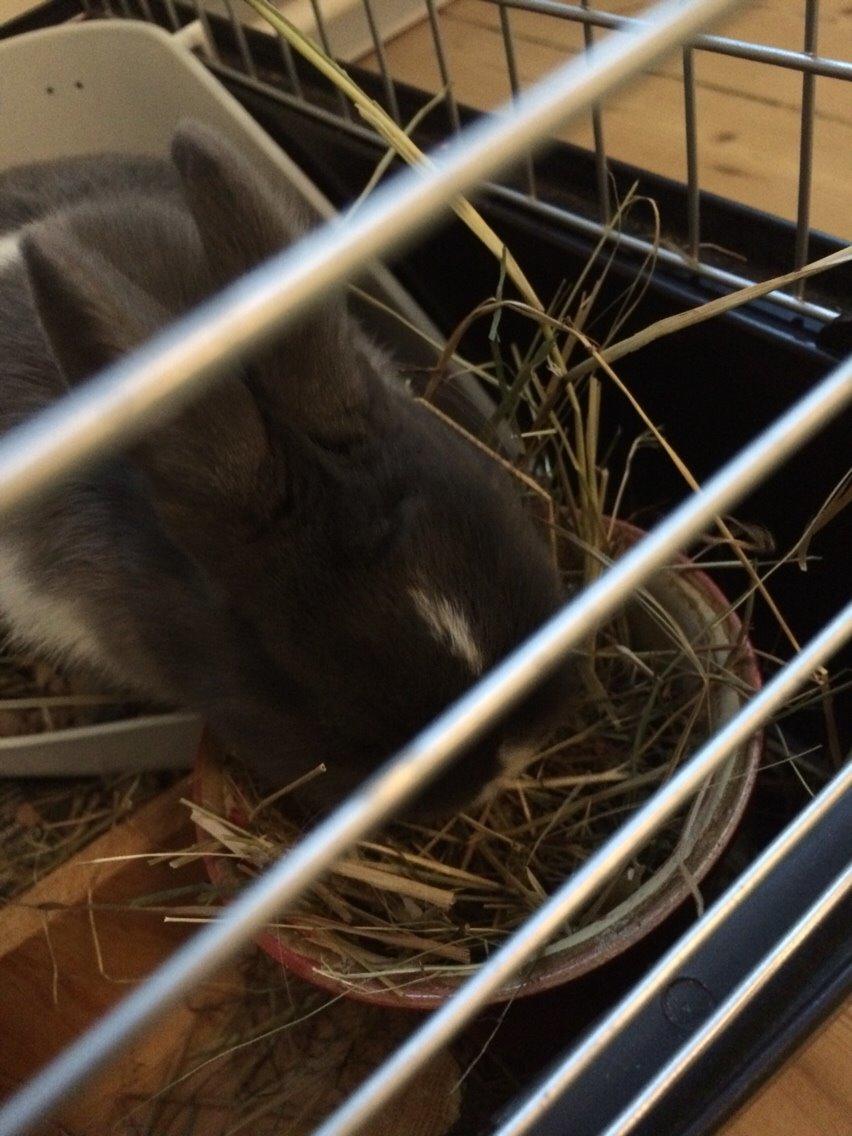 Kanin Candy billede 25