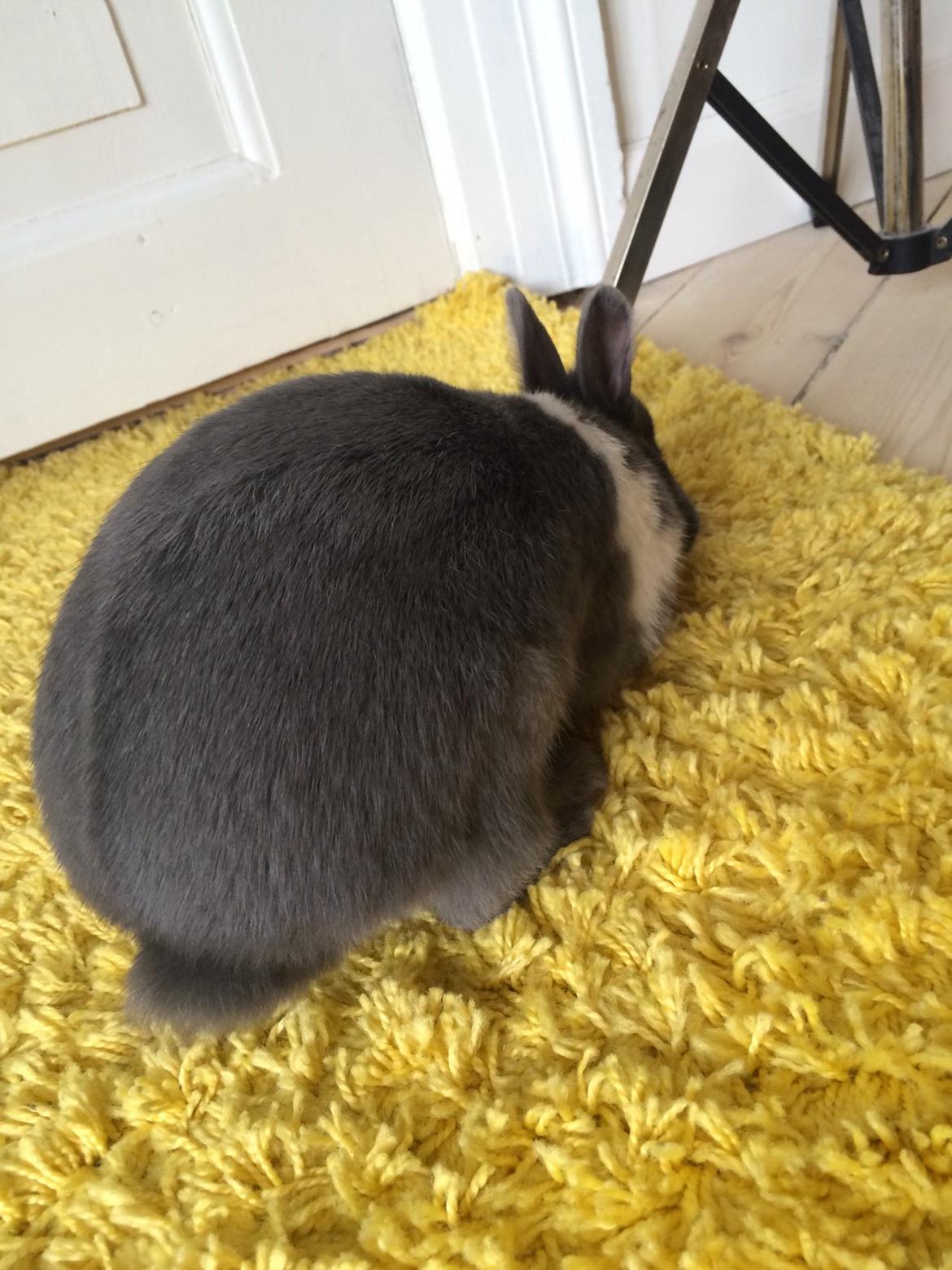 Kanin Candy billede 26