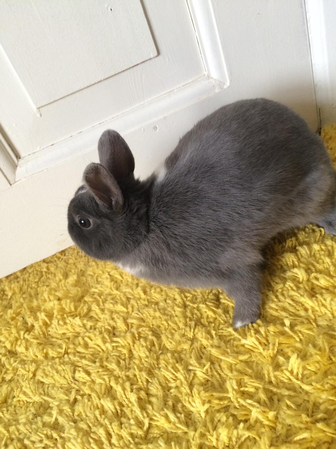 Kanin Candy billede 27