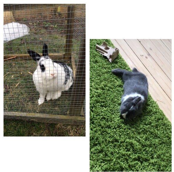 Kanin Candy billede 28