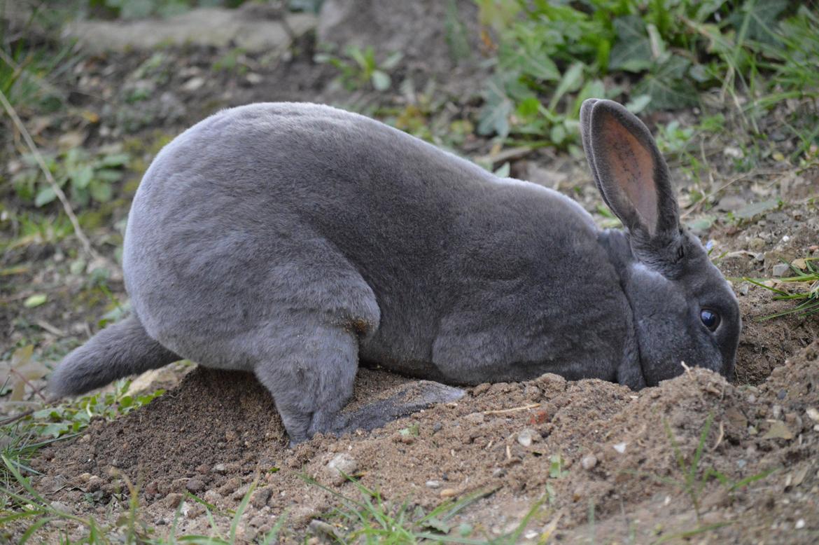 Kanin Kilarto *blå rex* 93,5p billede 8