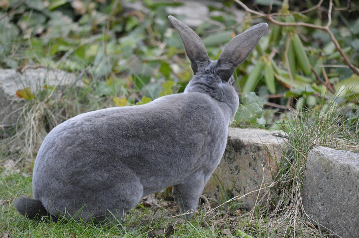 Kanin Kilarto *blå rex* 93,5p billede 11