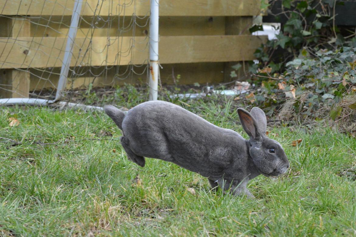 Kanin Kilarto *blå rex* 93,5p billede 9