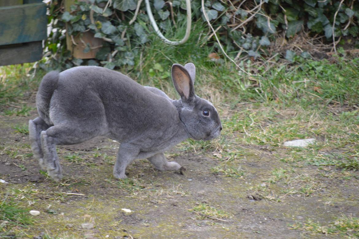 Kanin Kilarto *blå rex* 93,5p billede 10