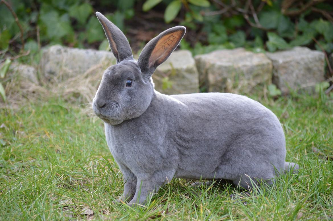 Kanin Kilarto *blå rex* 93,5p billede 6