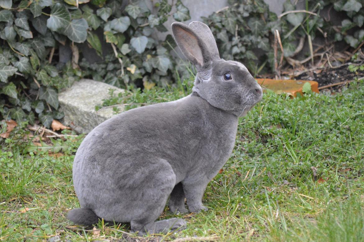 Kanin Kilarto *blå rex* 93,5p billede 13