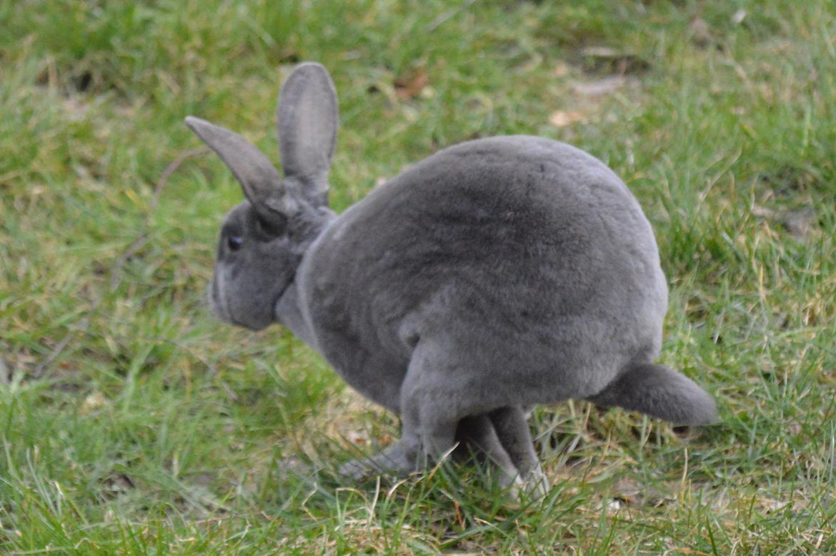 Kanin Kilarto *blå rex* 93,5p billede 14