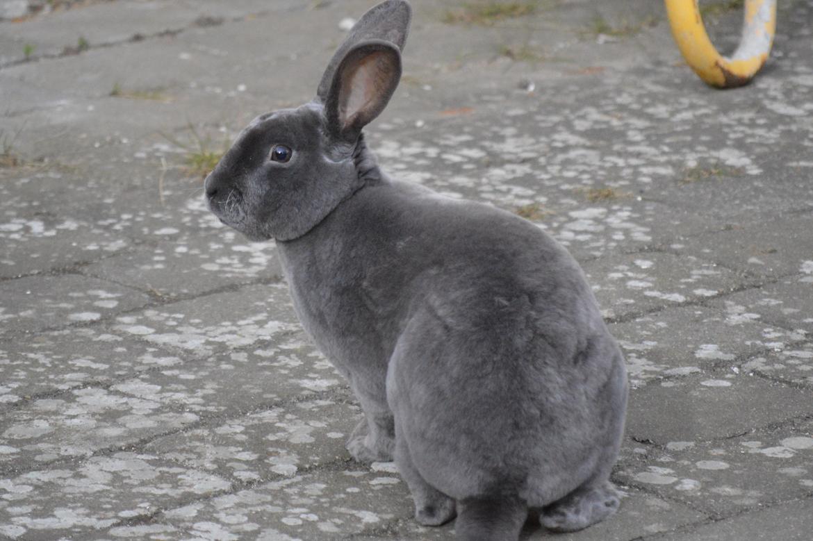 Kanin Kilarto *blå rex* 93,5p billede 15