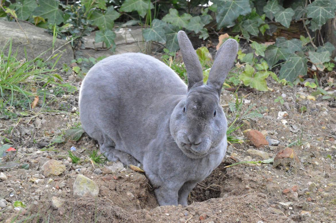 Kanin Kilarto *blå rex* 93,5p billede 16