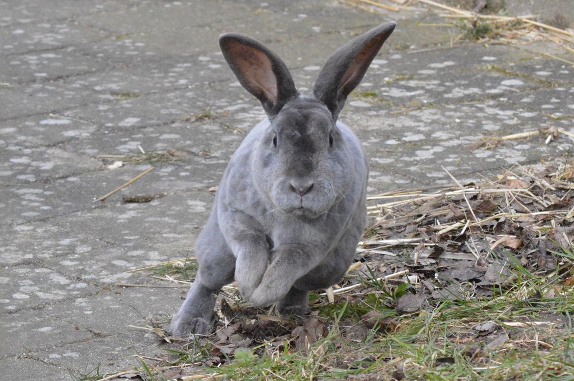 Kanin Kilarto *blå rex* 93,5p billede 17