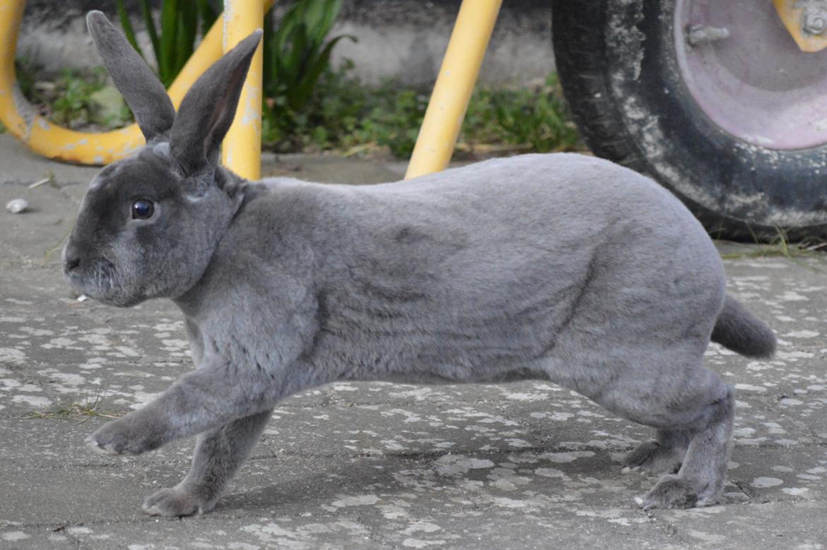 Kanin Kilarto *blå rex* 93,5p billede 18