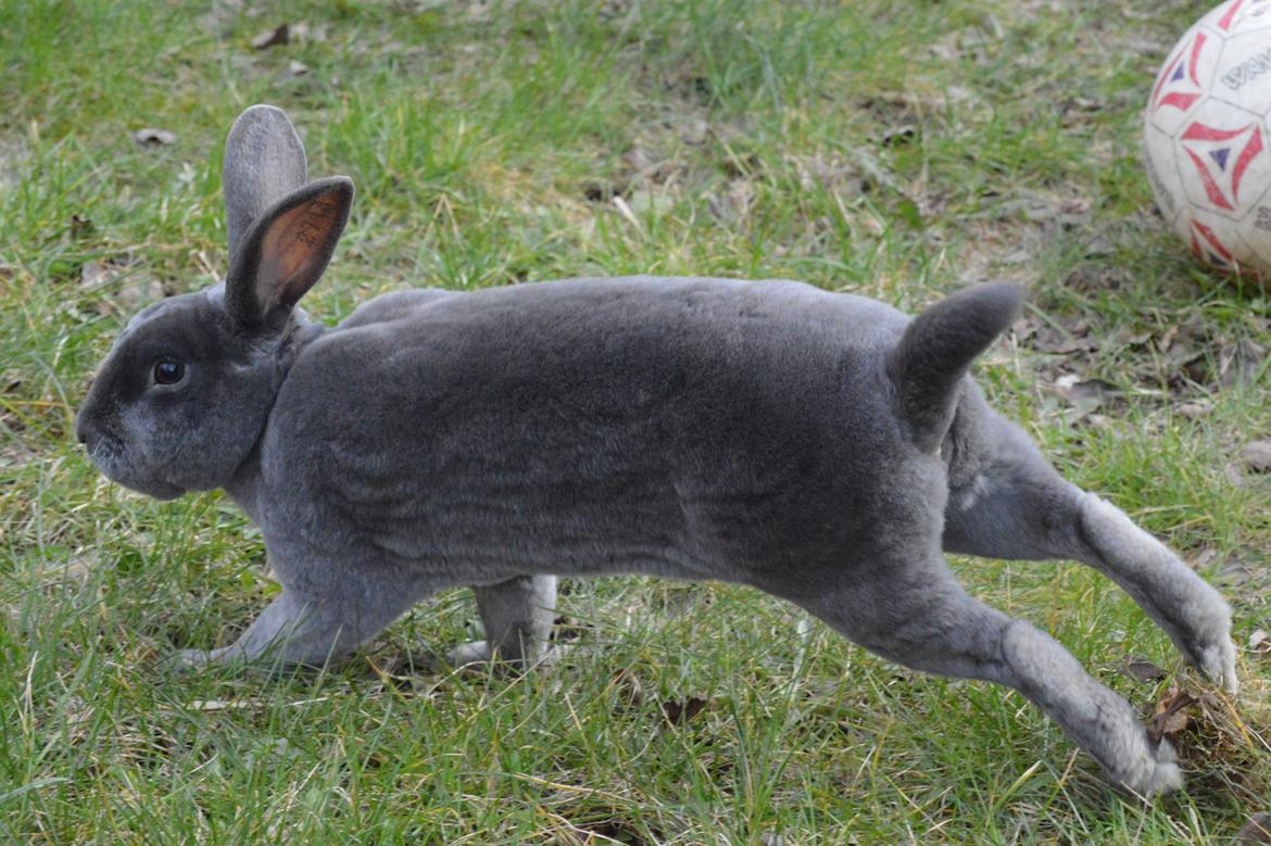 Kanin Kilarto *blå rex* 93,5p billede 19