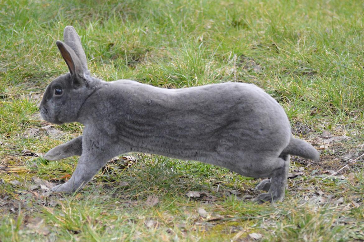 Kanin Kilarto *blå rex* 93,5p billede 12