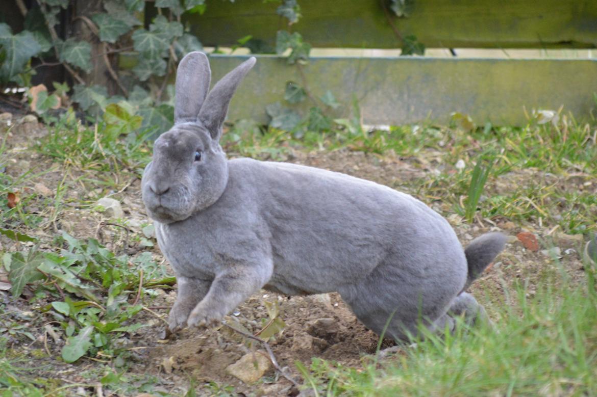 Kanin Kilarto *blå rex* 93,5p billede 20