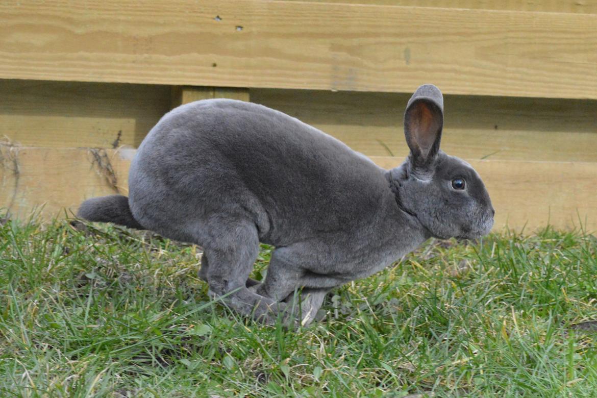 Kanin Kilarto *blå rex* 93,5p billede 21