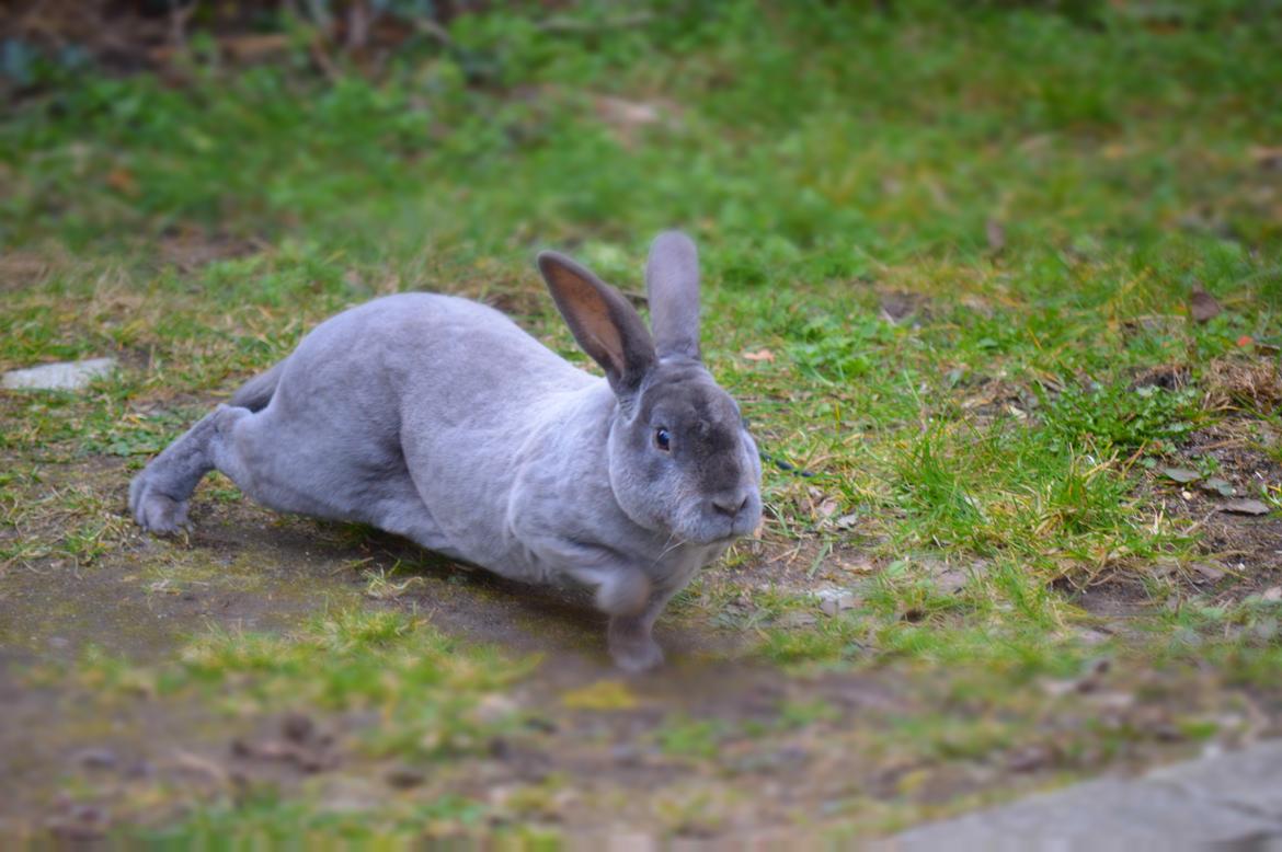 Kanin Kilarto *blå rex* 93,5p billede 22