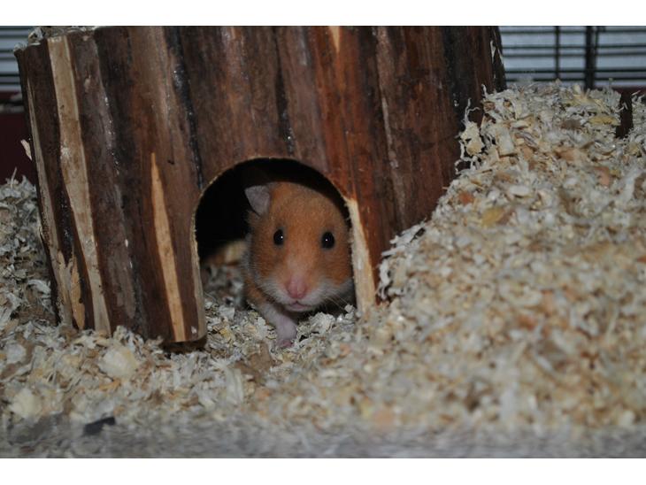 Hamster Sally billede 1