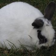 Kanin Panda R.I.P