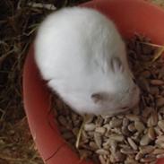 Hamster Smukke Bob R.I.P (himmelgnaver)