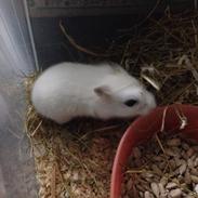 Hamster Smukke Bob R.I.P (himmelgnaver)