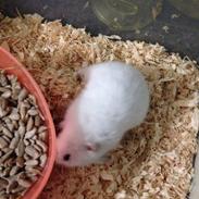 Hamster Smukke Bob R.I.P (himmelgnaver)
