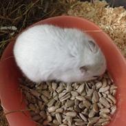 Hamster Smukke Bob R.I.P (himmelgnaver)