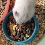 Hamster Smukke Bob R.I.P (himmelgnaver)