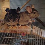 Chinchilla Balou