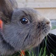 Kanin Fuglehusets Gurli Margrethe