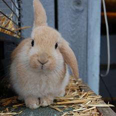 Kanin Aias Kalýtera Athena