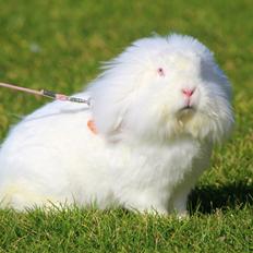 Kanin Leeds Ultra Fuzu (Elmer)