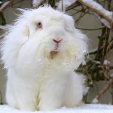 Kanin Leeds Ultra Fuzu (Elmer)