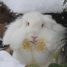 Kanin Leeds Ultra Fuzu (Elmer)