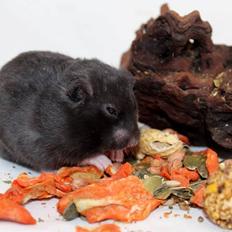 Hamster Admirable *Anton*