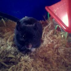 Hamster Admirable *Anton*