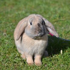 Kanin Wedervangs Spike Af Hyben