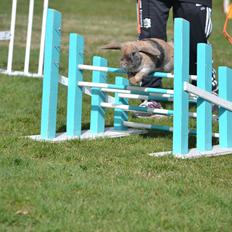 Kanin Æblehavens Zorra.