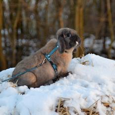 Kanin Eagles' Spot of Ice af Lego-Gården